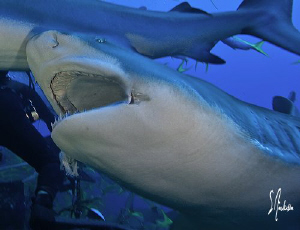Lemon Sharks often stretch their jaws , this image was ta... by Steven Anderson 